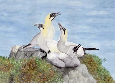 Poster DIN-A3 Aquarell Maritim Kunst Druck Kunstdruck Nordsee Insel Helgoland Basstölpel Vögel Lange Anna Felsen